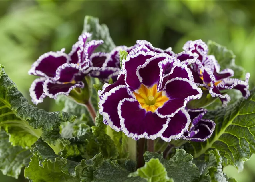 Primel 'Sirococco Lilac'