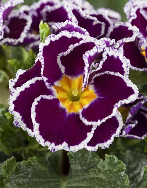 Primel 'Sirococco Lilac'