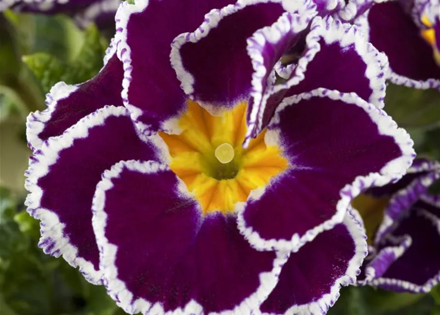 Primel 'Sirococco Lilac'