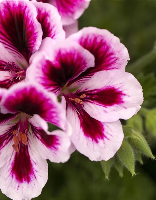 Pelargonium grandiflorum 'Bicolor'