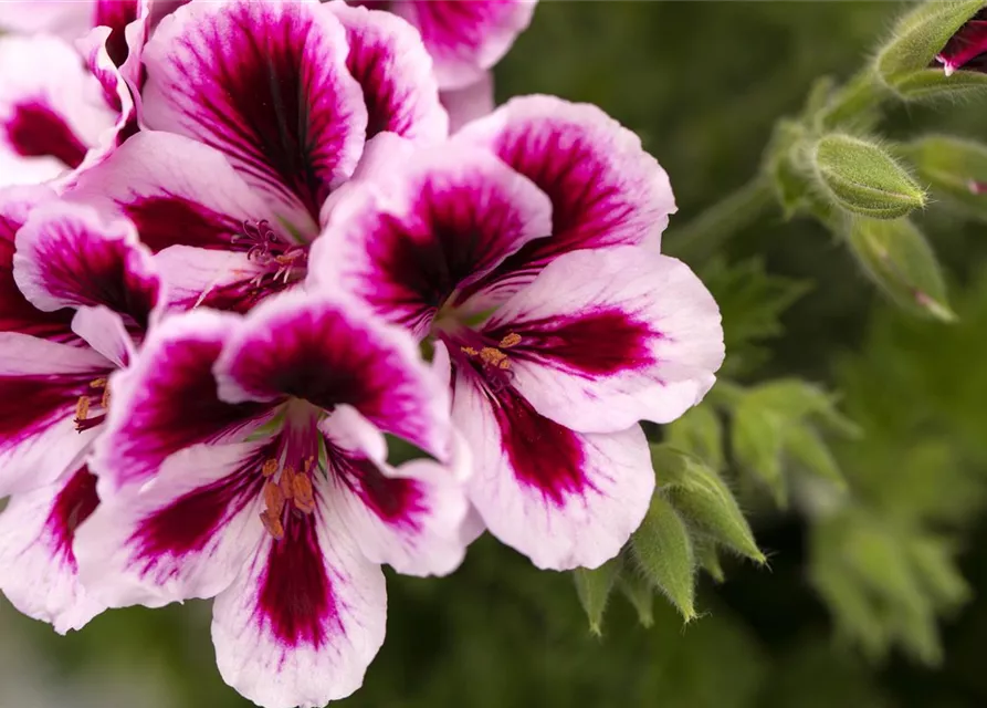 Pelargonium grandiflorum 'Bicolor'