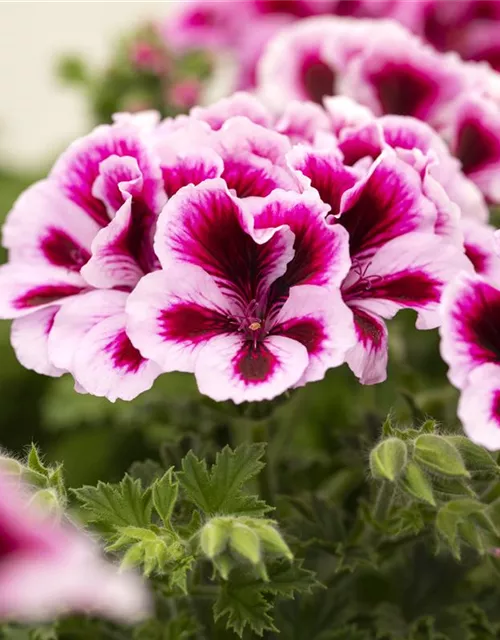 Pelargonium grandiflorum 'Bicolor'