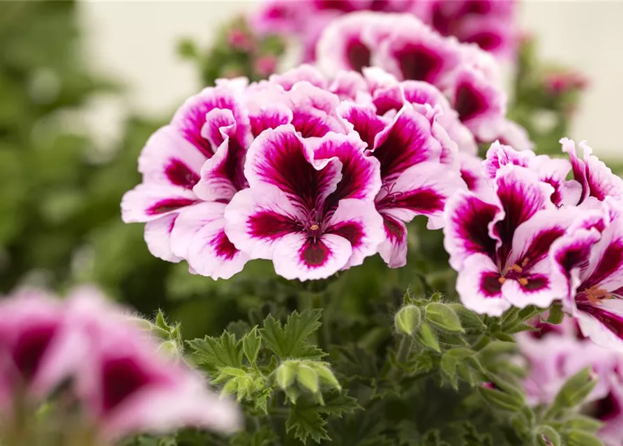 Pelargonium grandiflorum 'Bicolor'