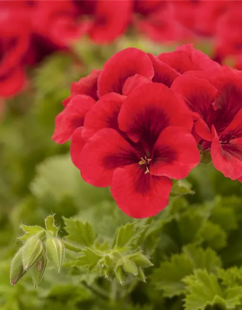 Pelargonium grandiflorum 'Bright Red'