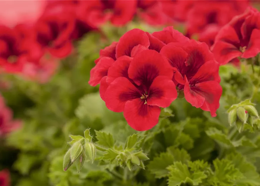 Pelargonium grandiflorum 'Bright Red'