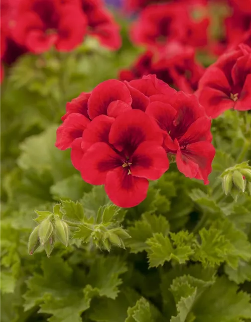 Pelargonium grandiflorum 'Bright Red'