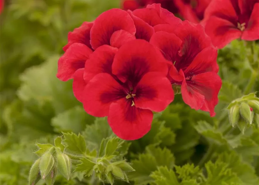 Pelargonium grandiflorum 'Bright Red'