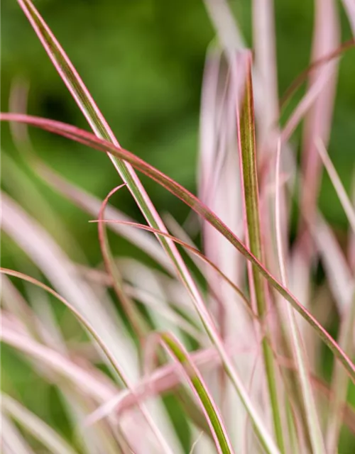 Pennisetum 'Fireworks'(s)