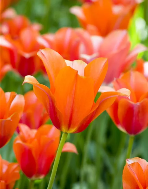 Tulpe 'Orange van Eijk'