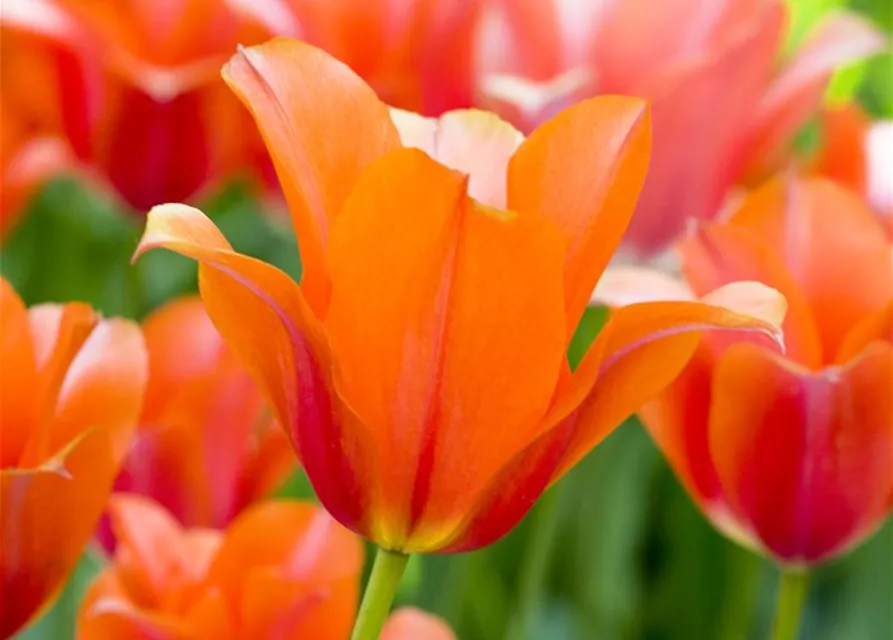 Tulpe 'Orange van Eijk'