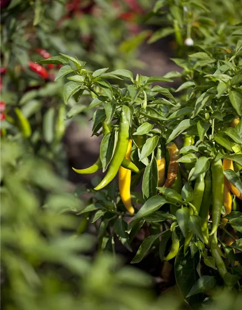 Peperoni 'Fireflame'