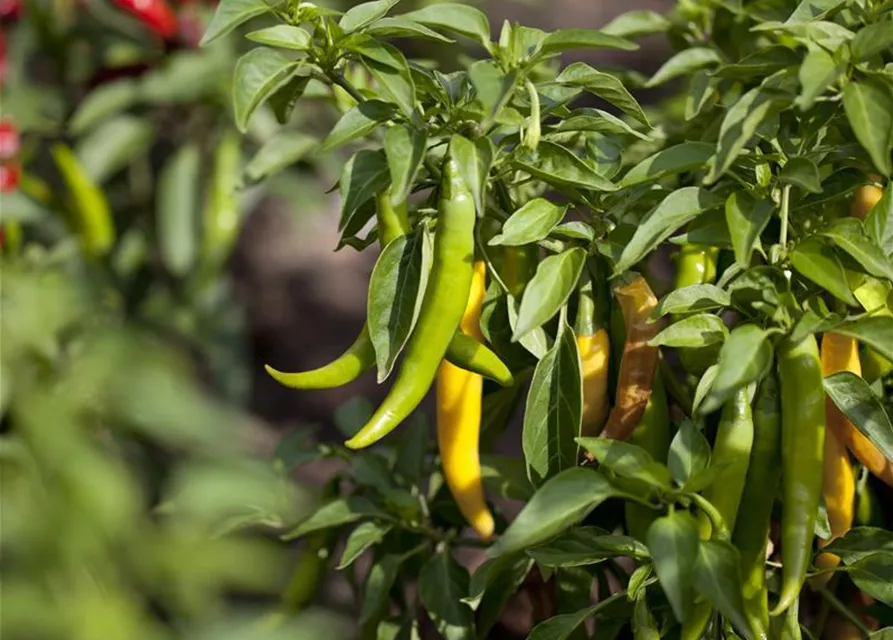 Peperoni 'Fireflame'