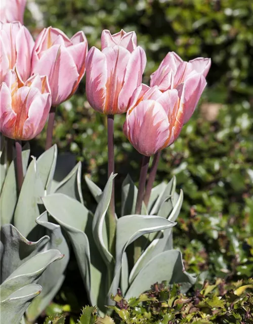 Tulpe 'Pretty Princess'