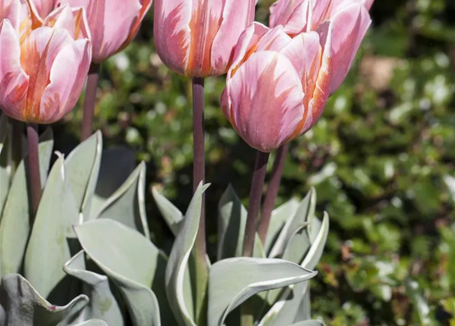 Tulpe 'Pretty Princess'