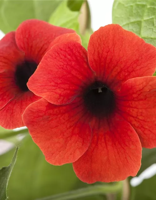 Schwarzäugige Susanne 'Sunny Susy® Brownie'(s)