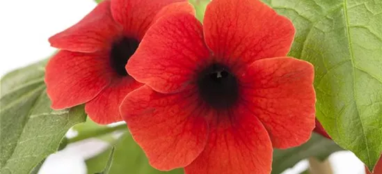 Schwarzäugige Susanne 'Sunny Susy® Brownie'(s)