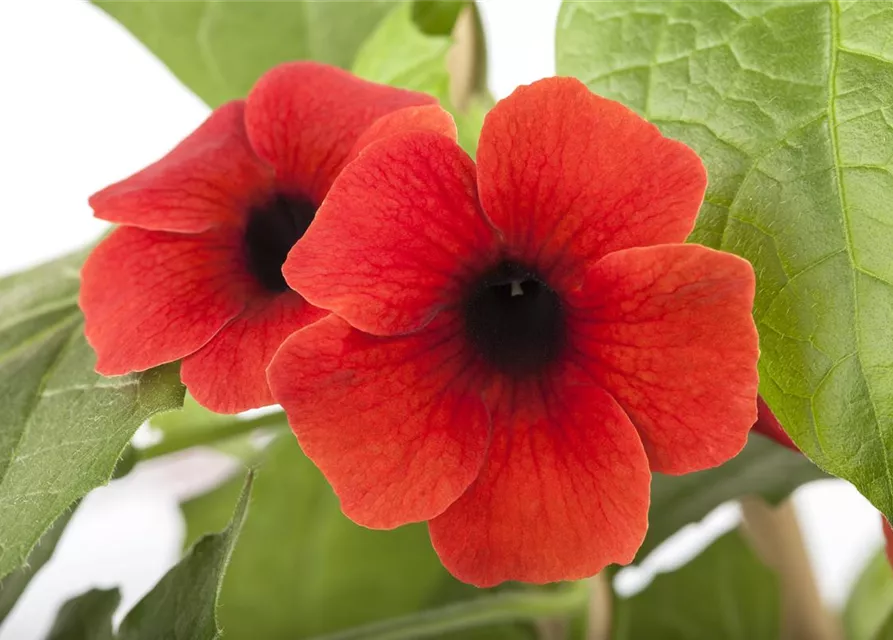 Schwarzäugige Susanne 'Sunny Susy® Brownie'(s)