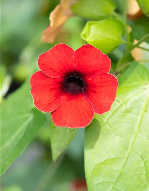 Schwarzäugige Susanne Sunny Susy® 'Cherry'