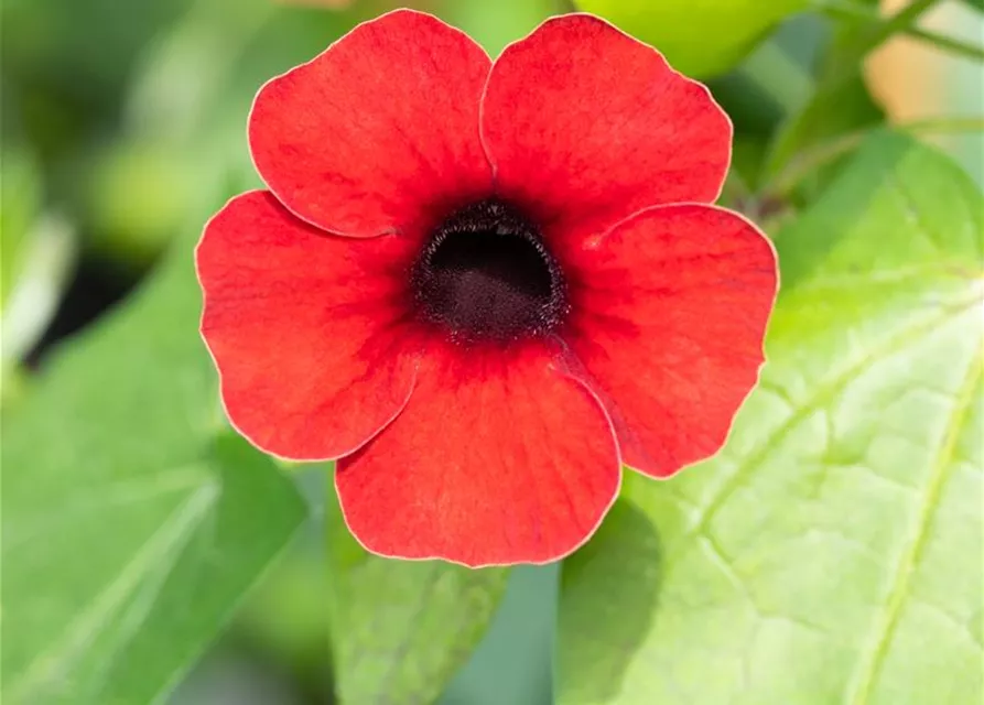 Schwarzäugige Susanne Sunny Susy® 'Cherry'