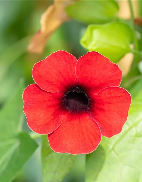 Schwarzäugige Susanne Sunny Susy® 'Cherry'