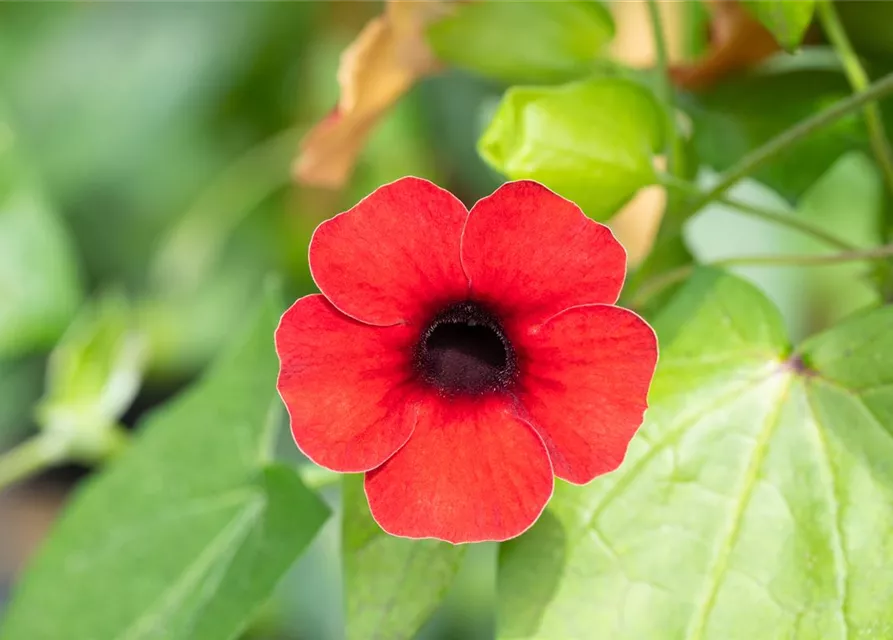 Schwarzäugige Susanne Sunny Susy® 'Cherry'