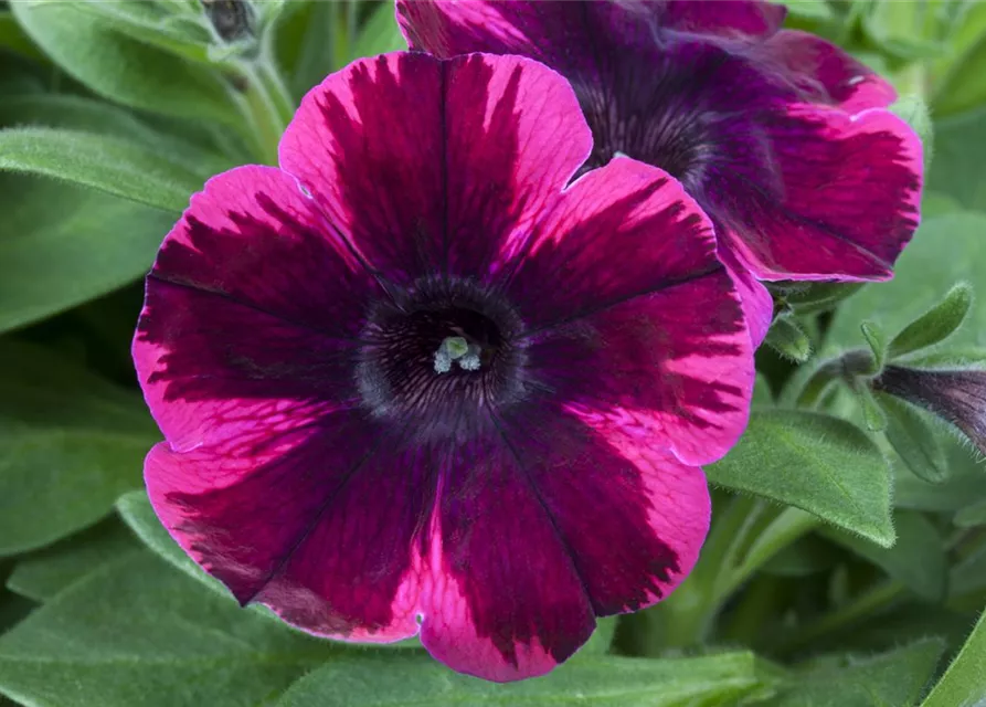 Petunie 'Johnny Flame' 