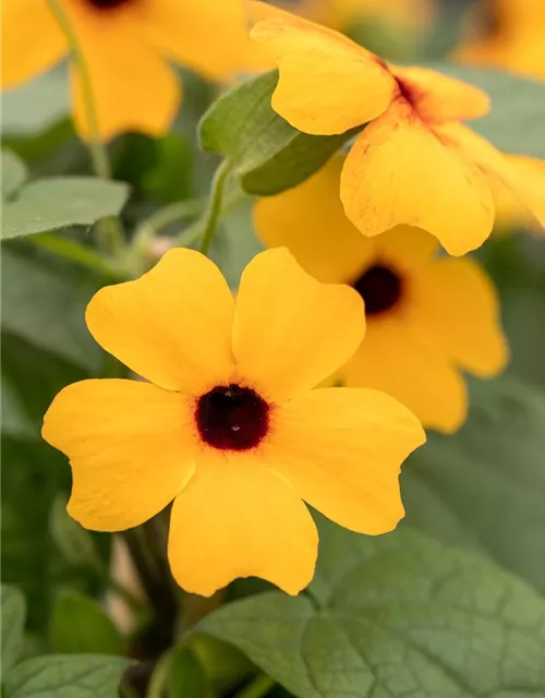 Schwarzäugige Susanne 'Classic Orange'