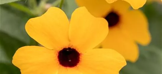 Schwarzäugige Susanne 'Classic Orange'