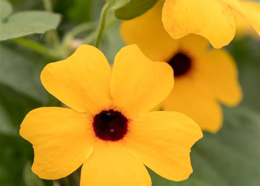 Schwarzäugige Susanne 'Classic Orange'