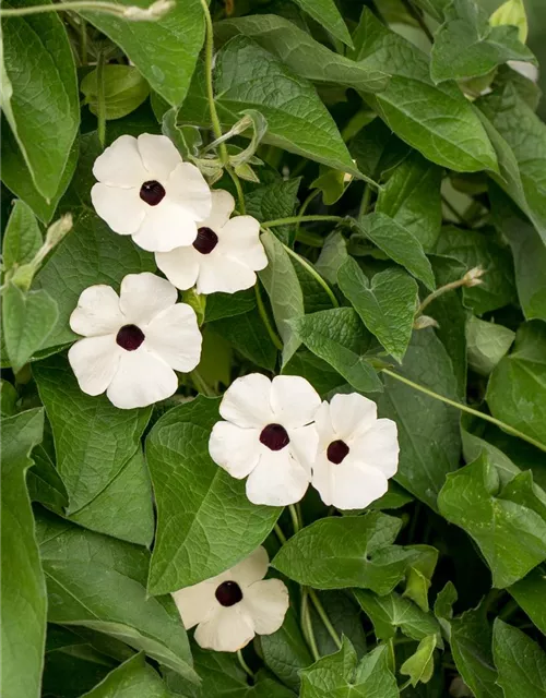 Schwarzäugige Susanne 'Sunny Susy® White Halo'(s)