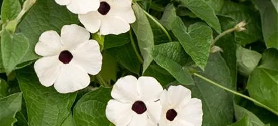 Schwarzäugige Susanne 'Sunny Susy® White Halo'(s)