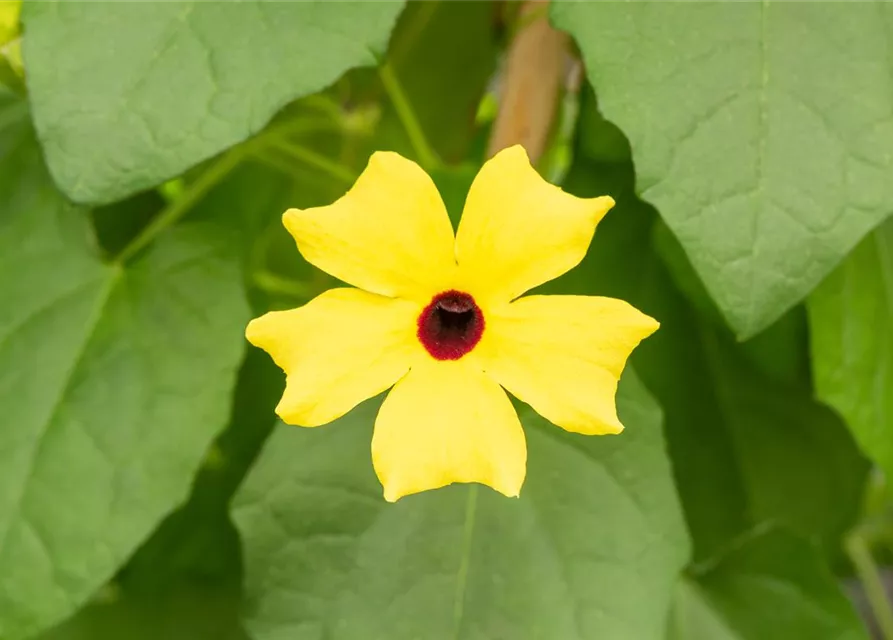 Schwarzäugige Susanne 'Sunny Susy® Yellow Dark Eye'