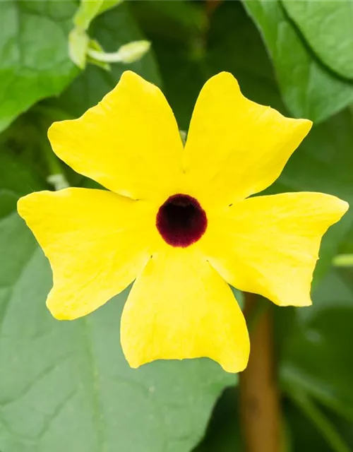 Schwarzäugige Susanne 'Sunny Susy® Yellow Dark Eye'