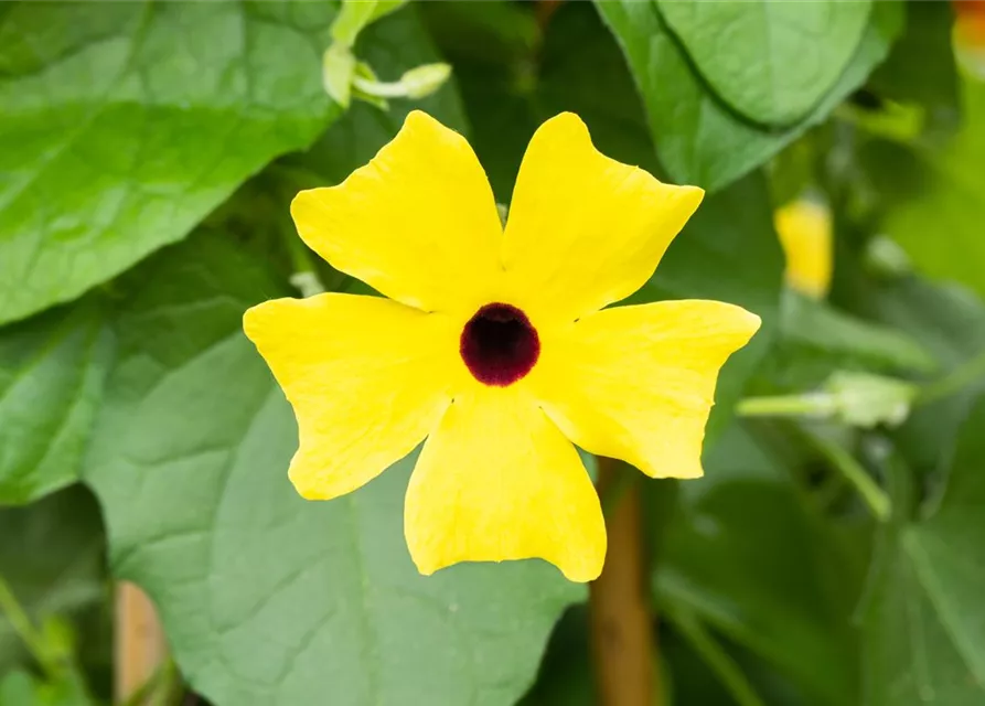 Schwarzäugige Susanne 'Sunny Susy® Yellow Dark Eye'