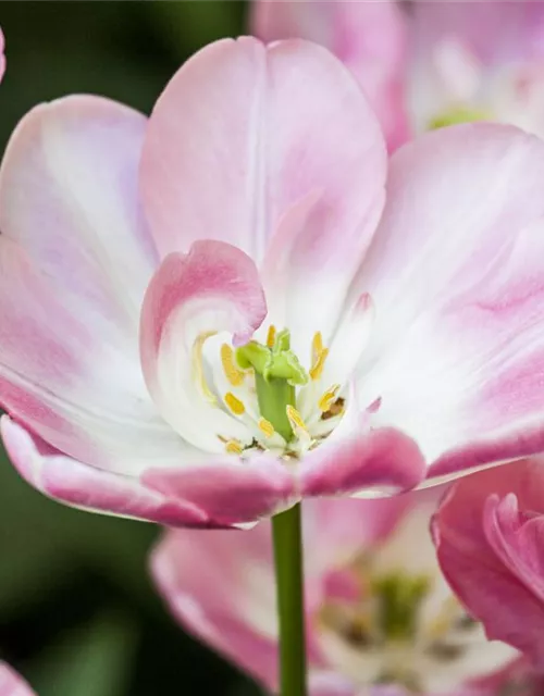 Tulpe 'Upstar Double Late'