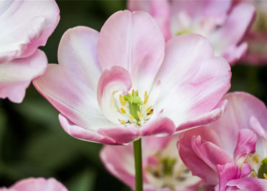 Tulpe 'Upstar Double Late'