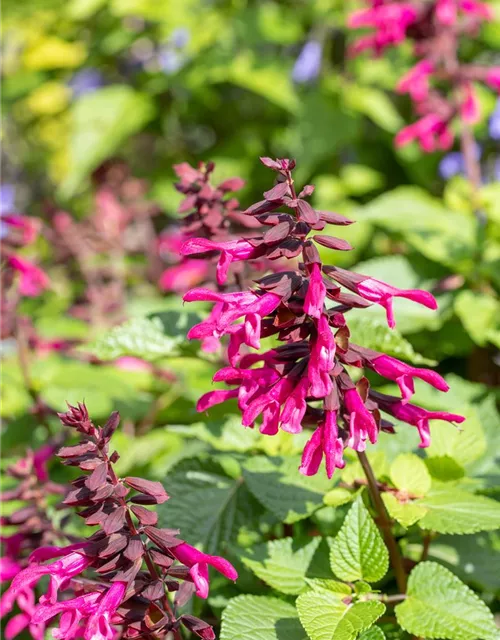 Ziersalbei ROCKIN 'Fuchsia'