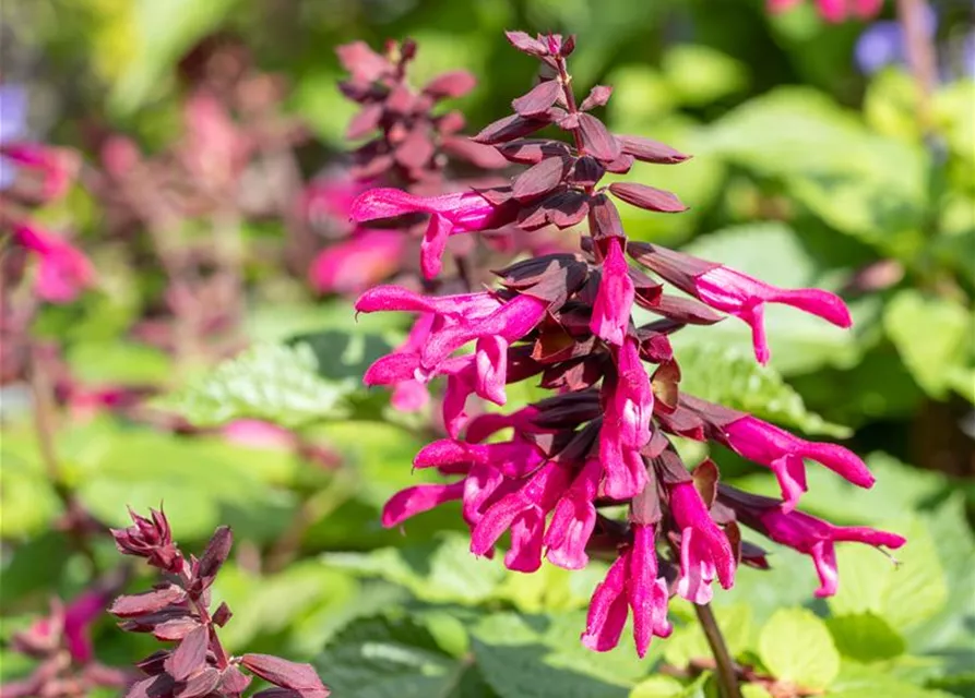 Ziersalbei ROCKIN 'Fuchsia'