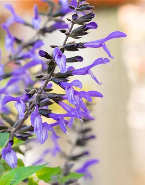 Ziersalbei ROCKIN 'Sky Blue'