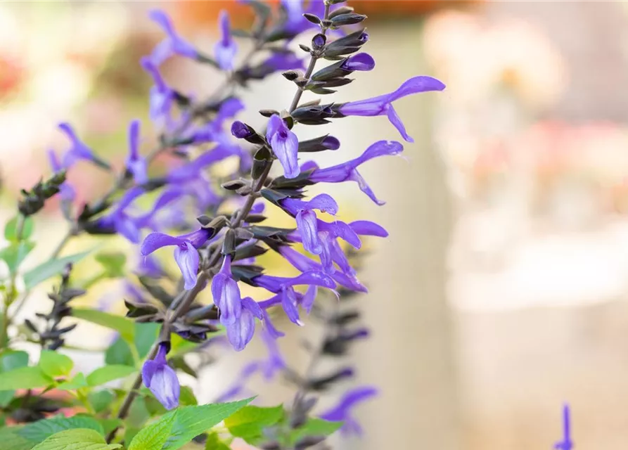 Ziersalbei ROCKIN 'Sky Blue'