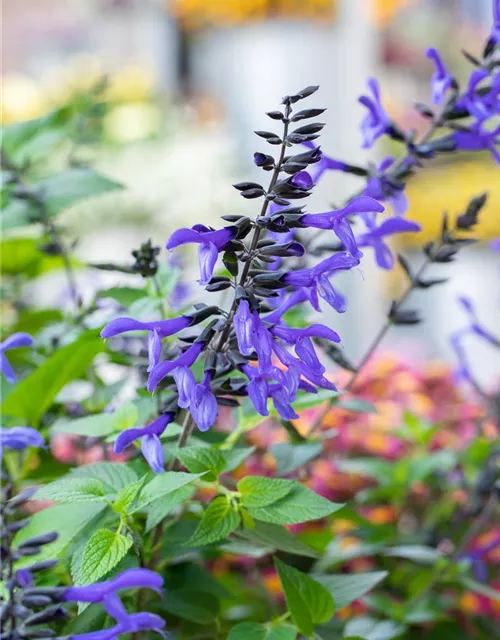 Ziersalbei ROCKIN 'Sky Blue'