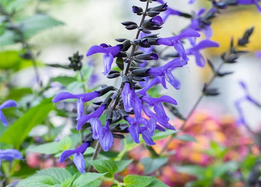 Ziersalbei ROCKIN 'Sky Blue'