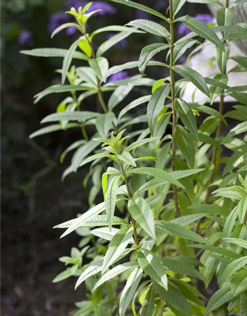 Zitronenverbene 'Freshman'