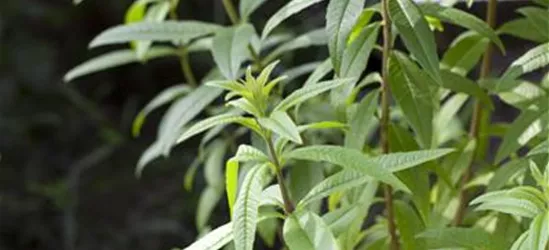 Zitronenverbene 'Freshman'