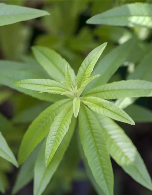 Zitronenverbene 'Freshman'