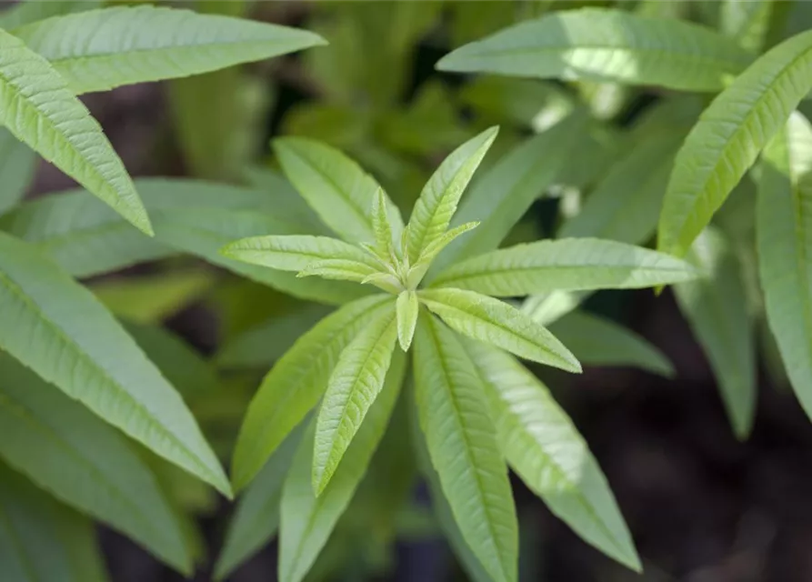 Zitronenverbene 'Freshman'