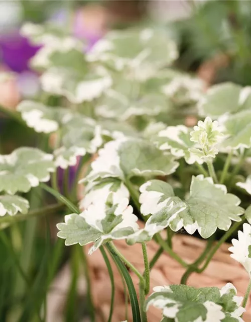 Weißbunter Gundermann 'Variegata'