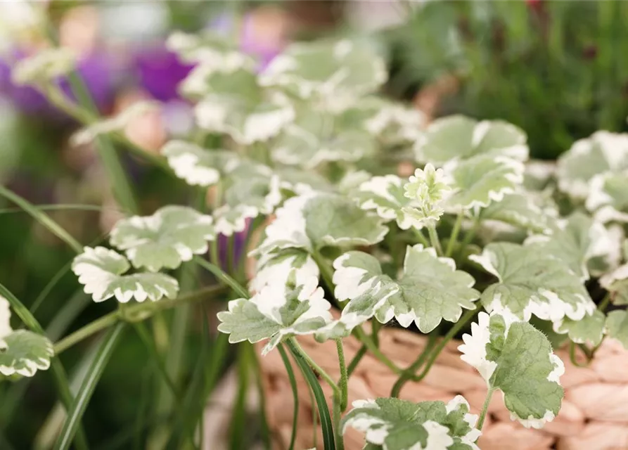 Weißbunter Gundermann 'Variegata'