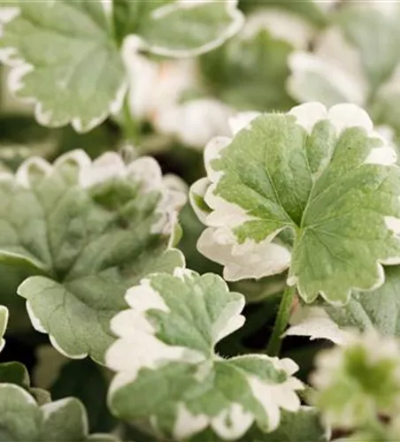 Weißbunter Gundermann 'Variegata'
