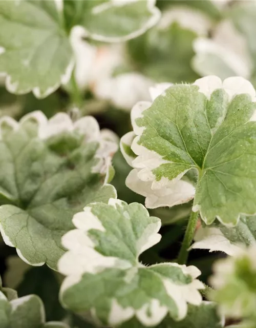 Weißbunter Gundermann 'Variegata'